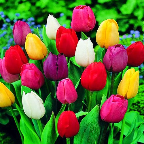 Tulipani bulbi fiori - tulipani,
