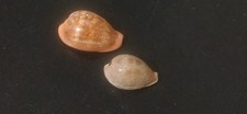 Conchiglia Shell  Cypraea ZONARIA PYRUM + ERRONEA PYRIFORMIS  set di 2 pezzi