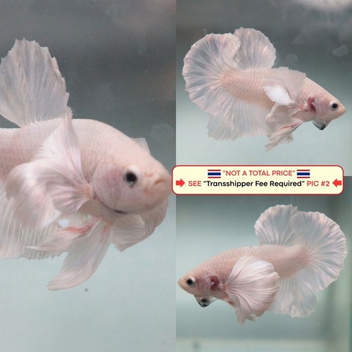 Live betta fish - live,