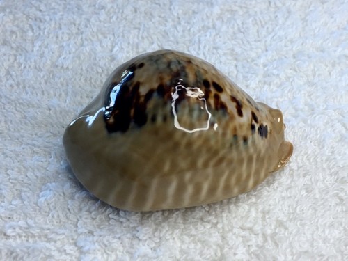 Cypraea mus tristensis - f.,