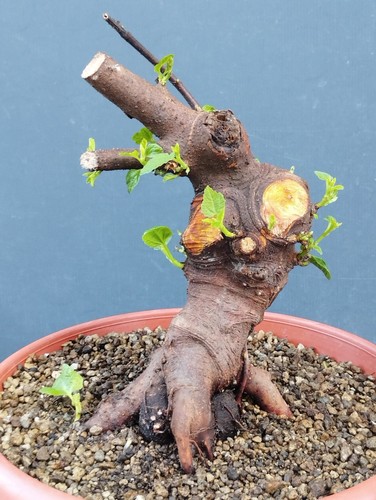Bonsai ficus 30x14 pianta - 30x14, cm