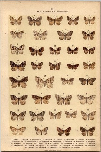 Lithographie schmetterlinge - -,