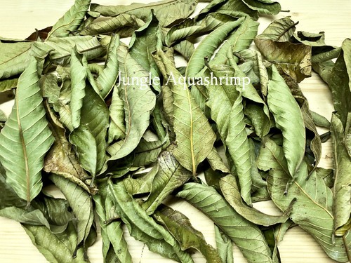 Foglie guava secche - foglie,