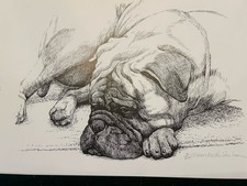 Bullmastiff Matted stampa