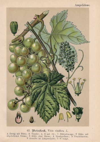 Vino vite - vino, vinifera)