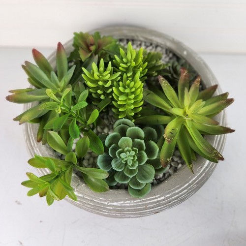Composizione succulenta - composizione,