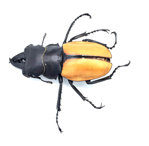 Lucanidae odontolabis mouhoti - lucanidae,,