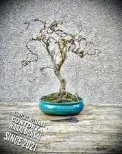 Corylus avellana - Cavatappi
