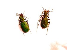 CARABIDAE, CICINDELINAE