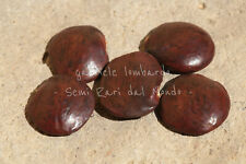 GLICINE - WISTERIA FLORIBUNDA, 5 SEMI SELEZIONATI