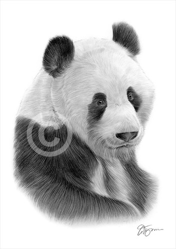 Gigante panda disegno matita - gigante,