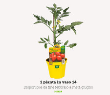 Pianta pomodoro innestato - di,