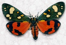 🦋 Scarlet Tiger Moth (Callimorpha dominula) – Authentic British Specimen