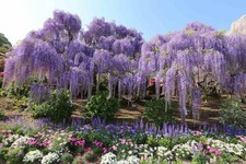 10 piante di GLICINE a radice