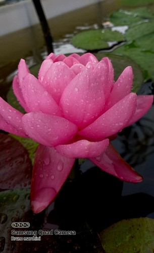 Rizoma ninfea pink peony - ninfea,