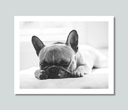 Bulldog francese stampa foto - stampa,