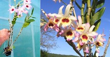 Dendrobium nobile (hybride), orchidée, Orchid,,