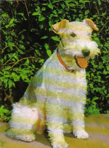 Cartolina foxterrier - cartolina, *