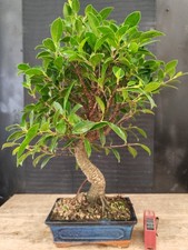 Bonsai ficus retusa h - ficus,