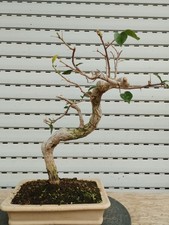 Bonsai di Bouganville