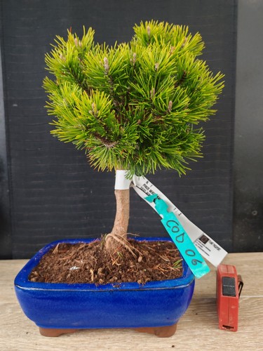 Bonsai pino mugo cm - mugo, h