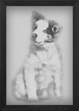 Border collie cucciolo 3 mont