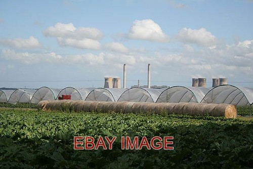 Photo rhubarb straw - rhubarb, rolls