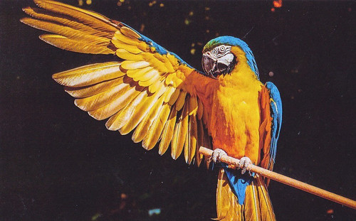 Zoo wildlife pappagallo ara - pappagallo,