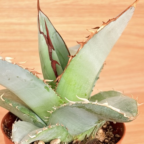 Agave titanota white - white, ice
