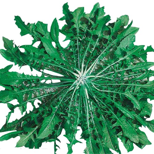 1000 semi cicoria selvatica - 1000,