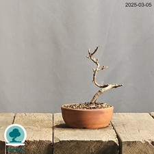 Bonsai Chaenomeles Japonica