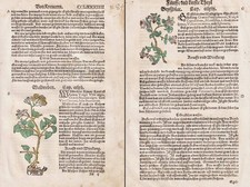 Geissblätter Waldreben Erbe