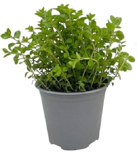 Piretro vaso - 14, –