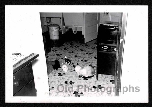 Gatto madre con gattini - gatto,