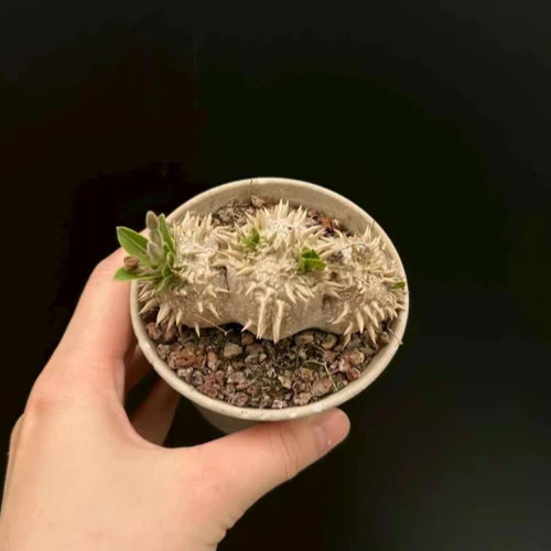 1pz rara pianta succulenta - 1pz,