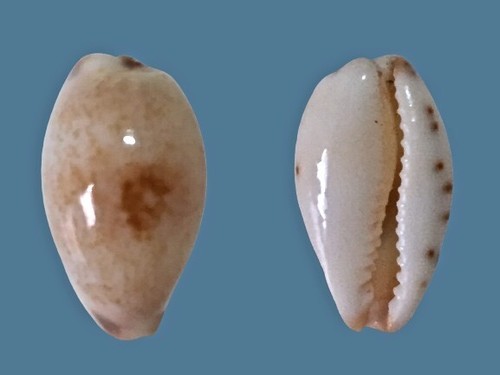 Cypraea gracilis notata