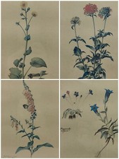 Gruppo 4 Quadri Botanici