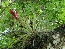 Tillandsia fasciculata giant - fasciculata,