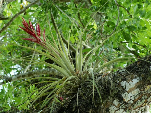 Tillandsia fasciculata giant - tillandsia,