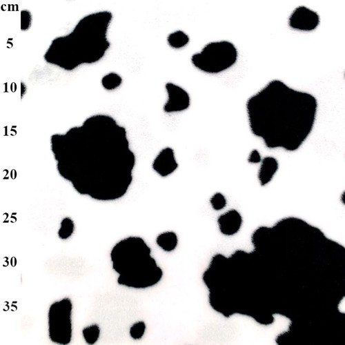 Stampa mucca bianco nero - mucca, e
