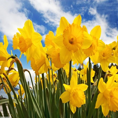 Narcisi bulbi fiori - bulbi, di