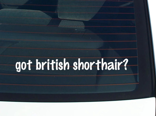 Got british shorthair - got,