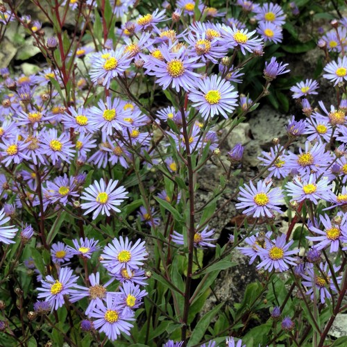 Berg aster semi - semi,