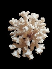 Corallo bianco. Misure cm.15x12x13 Peso Gr.370