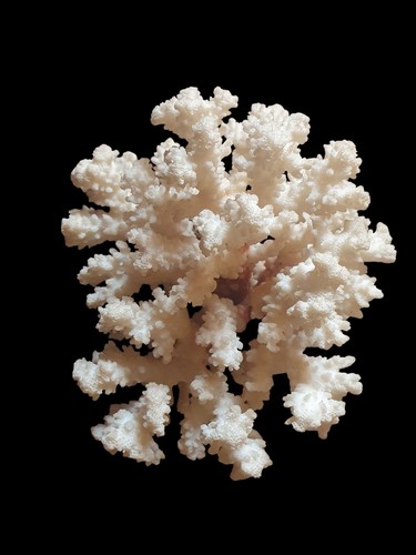 Corallo bianco misure - bianco.,