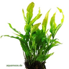 Microsorum pteropus - Felce di