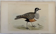 Dotterel piviere tortolino - dotterel,