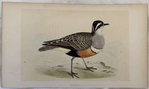 Dotterel piviere tortolino - piviere,