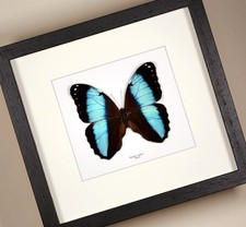 Real framed Morpho achilles