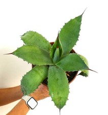 Agave celsii X Agave bovicornuta X Agave parryi (F3) -